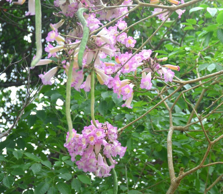 ピンクの花を咲かせるモモイロイペー＝６日、名護市中山